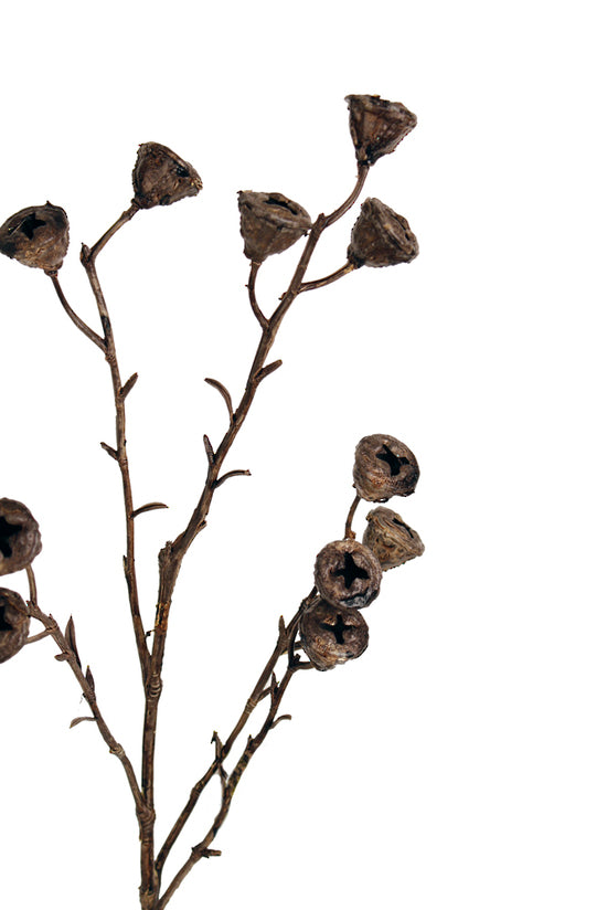 Eucalyptus Pod Brown Gumnut
