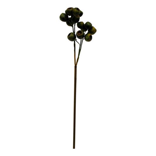 Eucalyptus Seed Pod 48cm