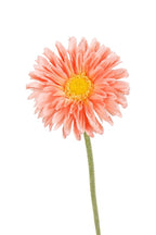 Single Mini Gerbera - Peach