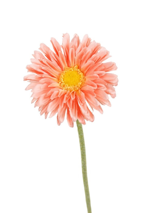 Single Mini Gerbera - Peach