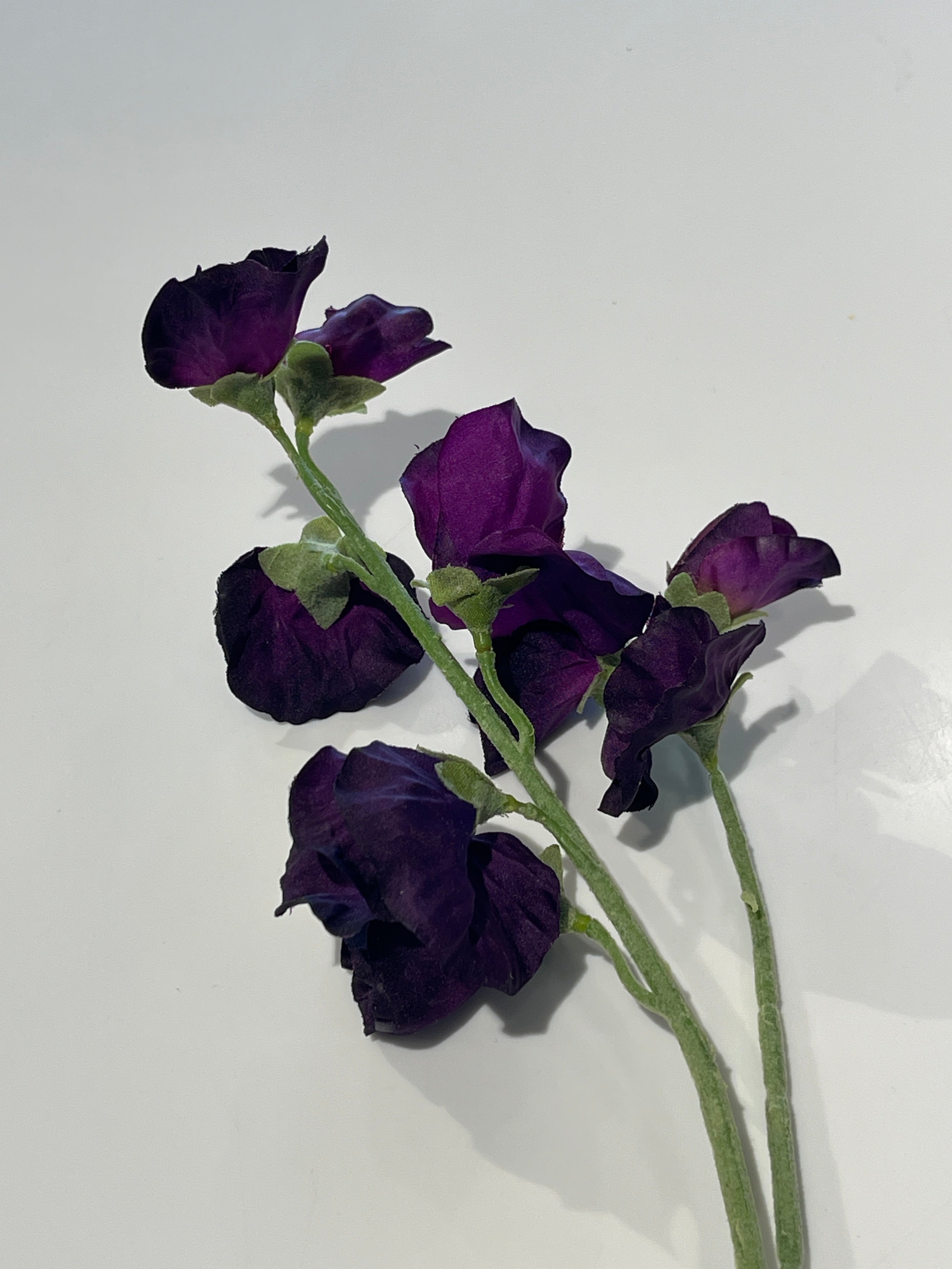 Sweet Pea - Purple