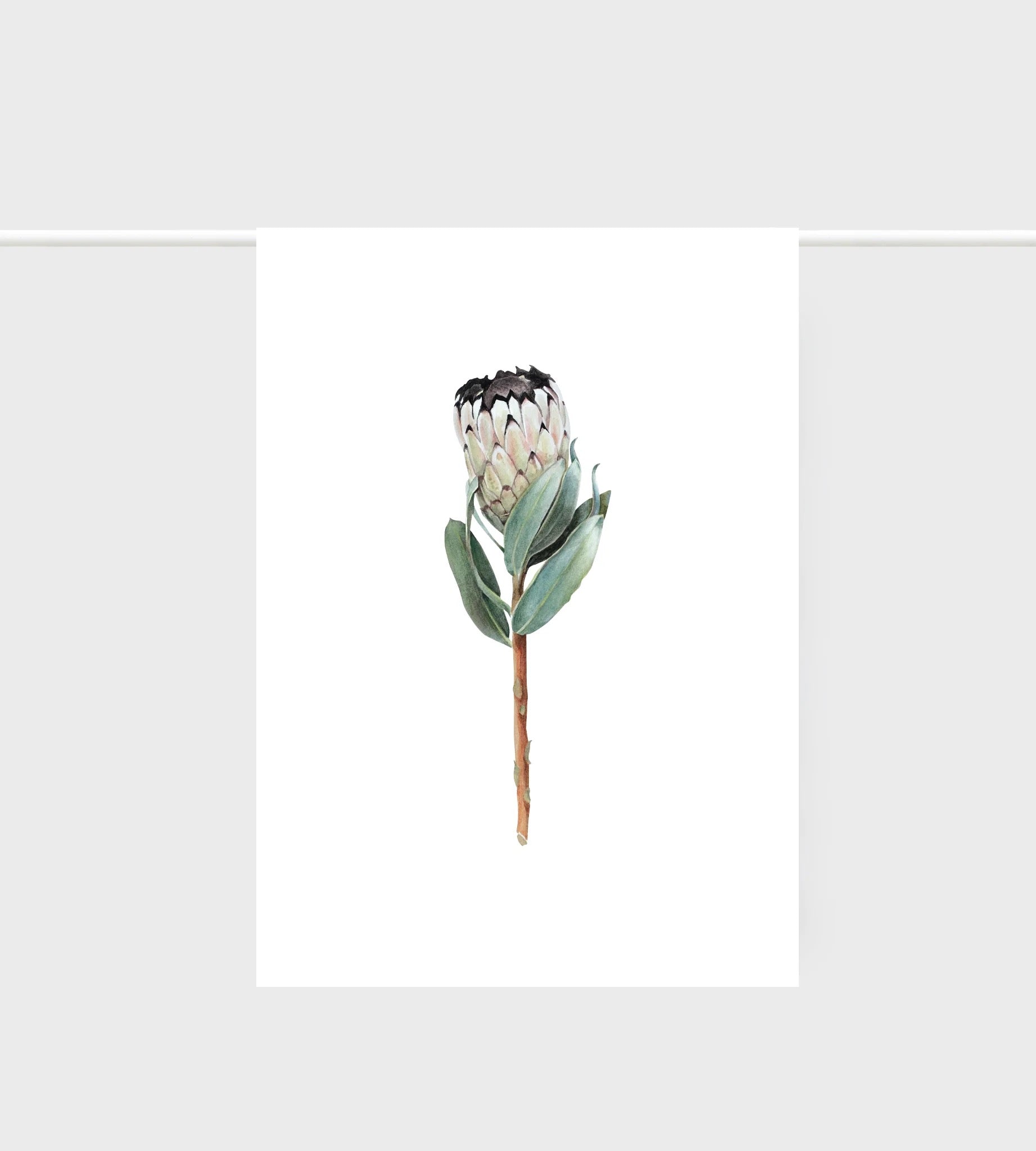 Father Rabbit Tea Towel - Protea