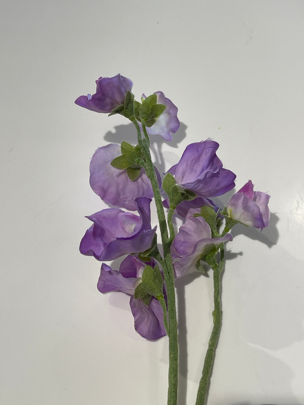Sweet Pea - Lavender
