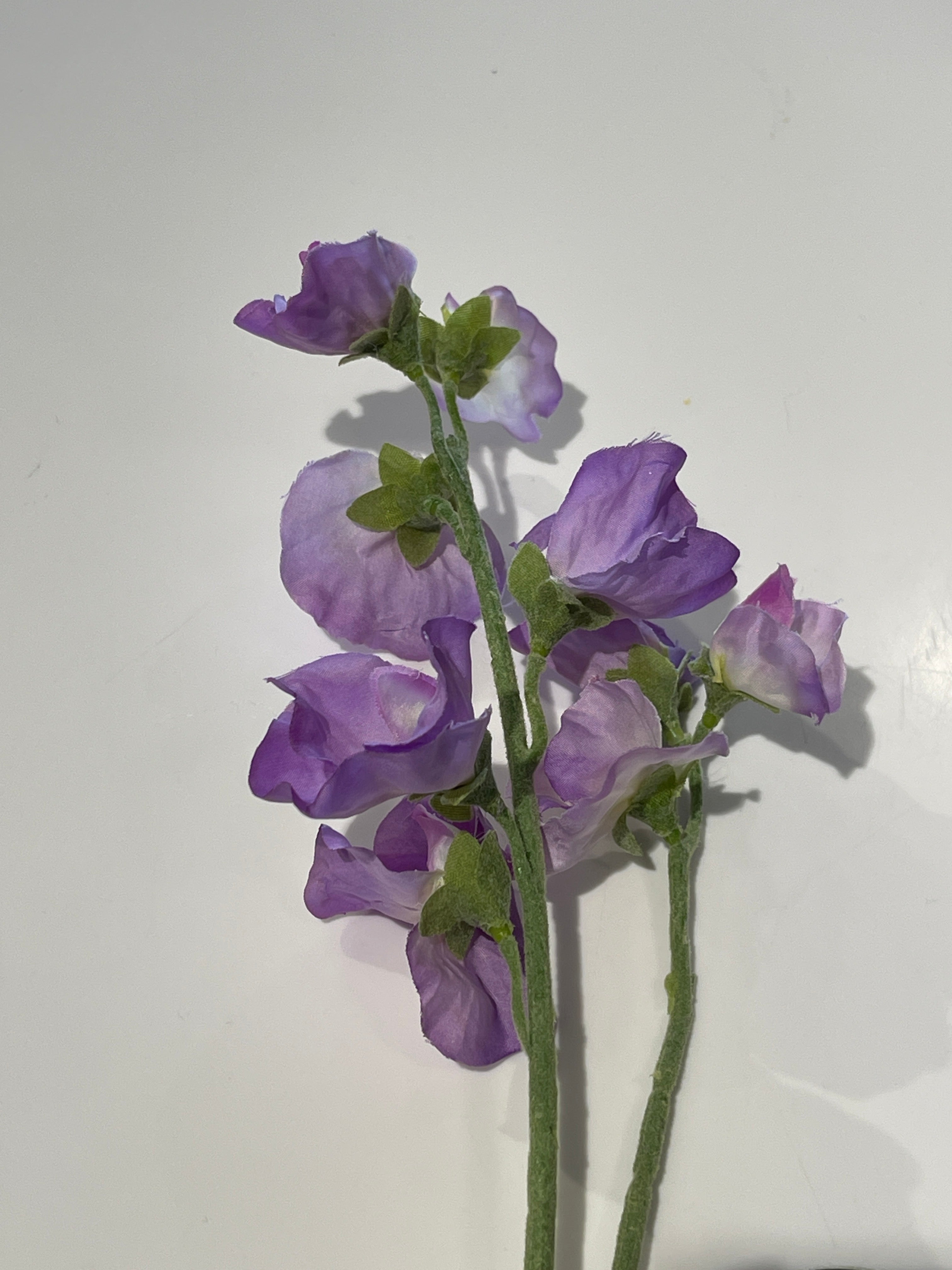 Sweet Pea - Lavender