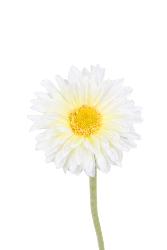 Single Mini Gerbera - White