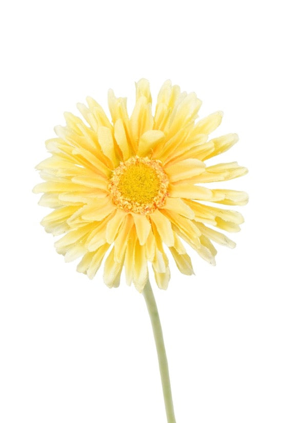 Single Mini Gerbera - Yellow