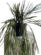 Potted Hanging Rhipsalis 76cm