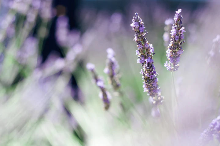 Real World Mamaku & Lavender Bath Salts