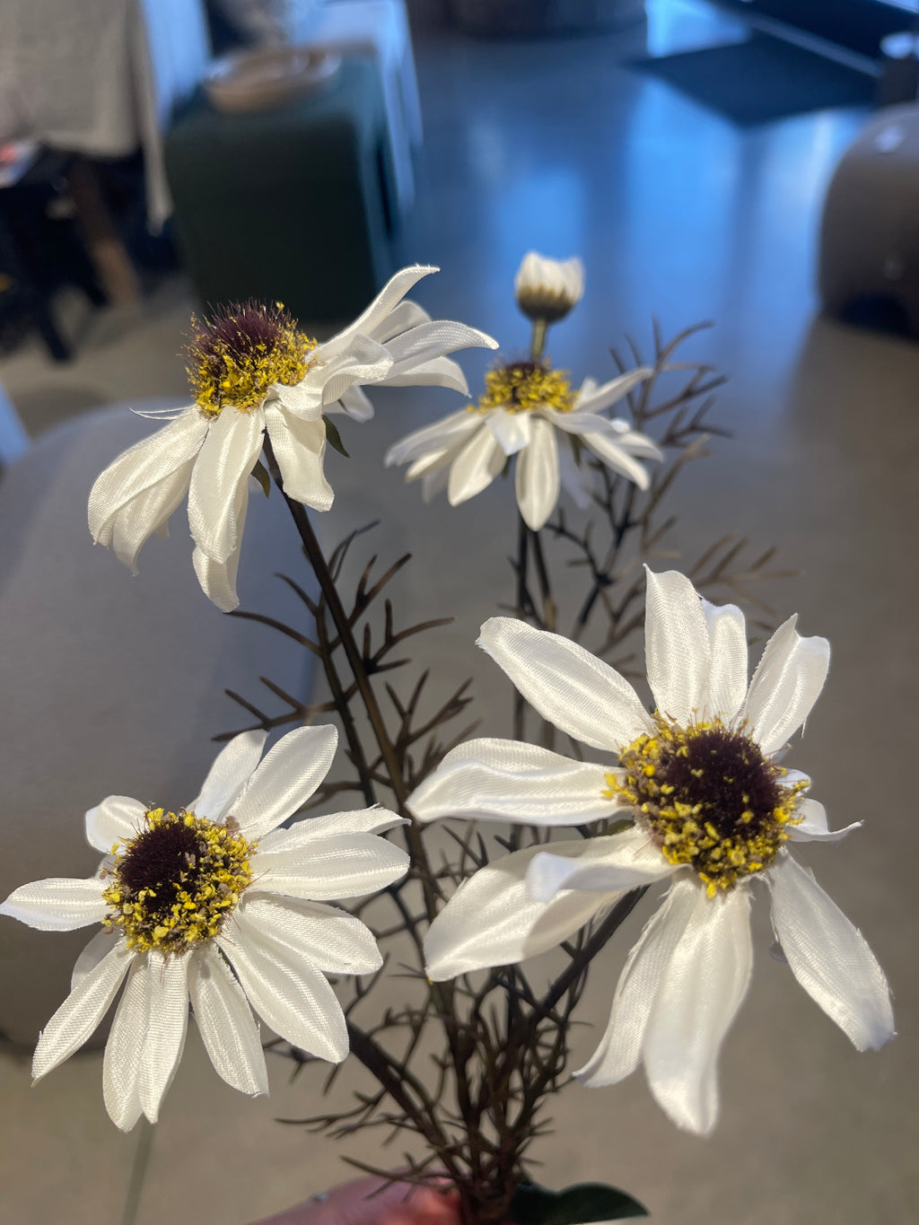Echinacea Spray White