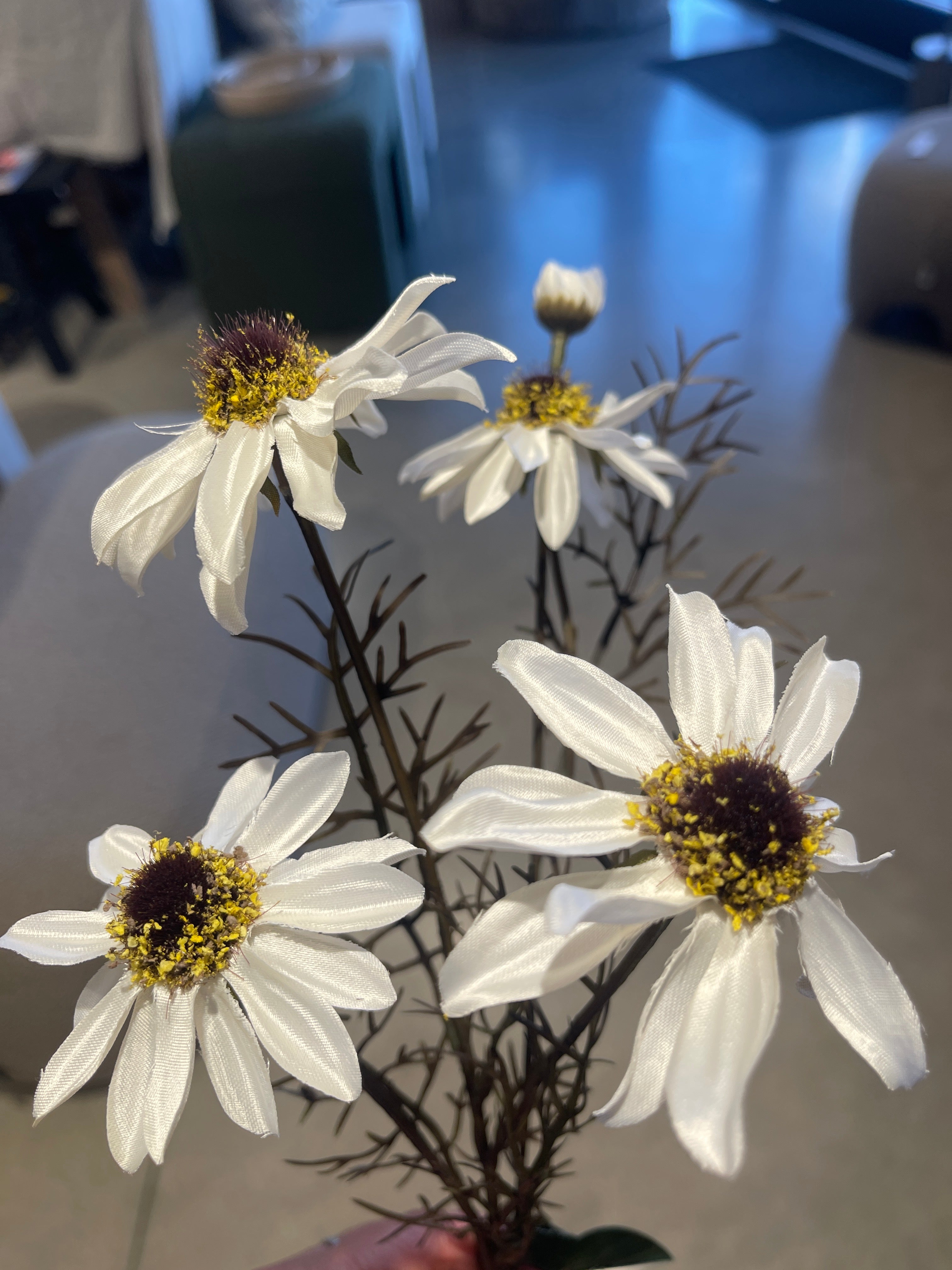 Echinacea Spray White