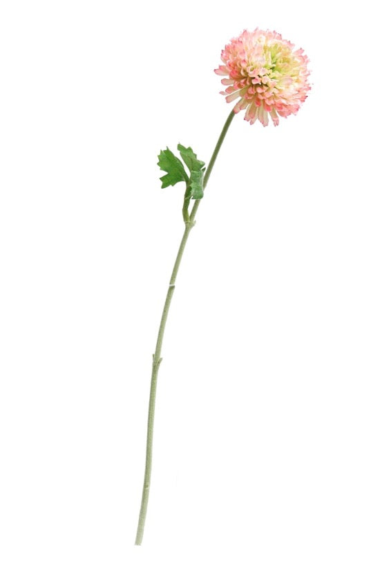 Mum Spray Cream/Pink