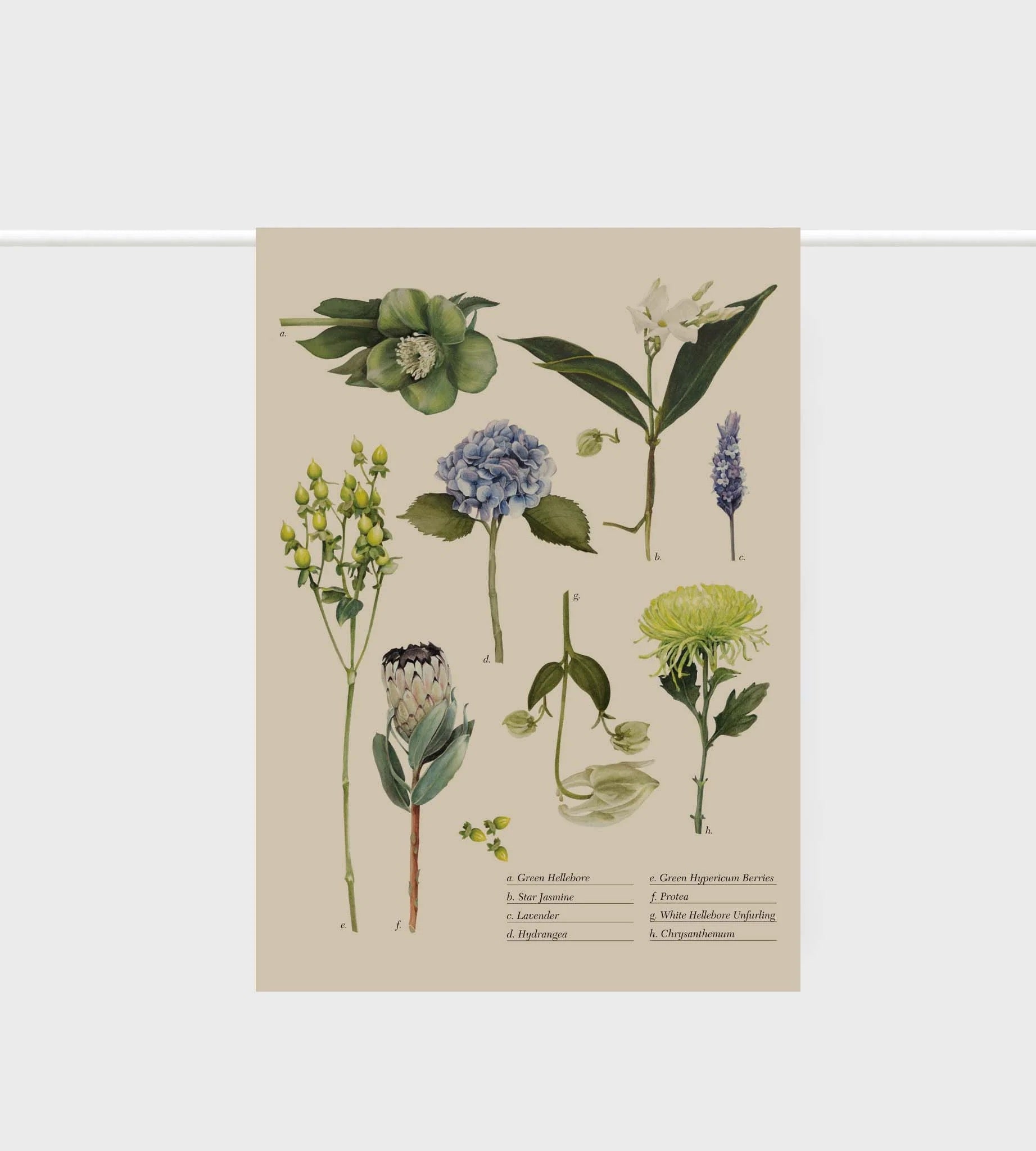 Father Rabbit Tea Towel - Botanical Collection