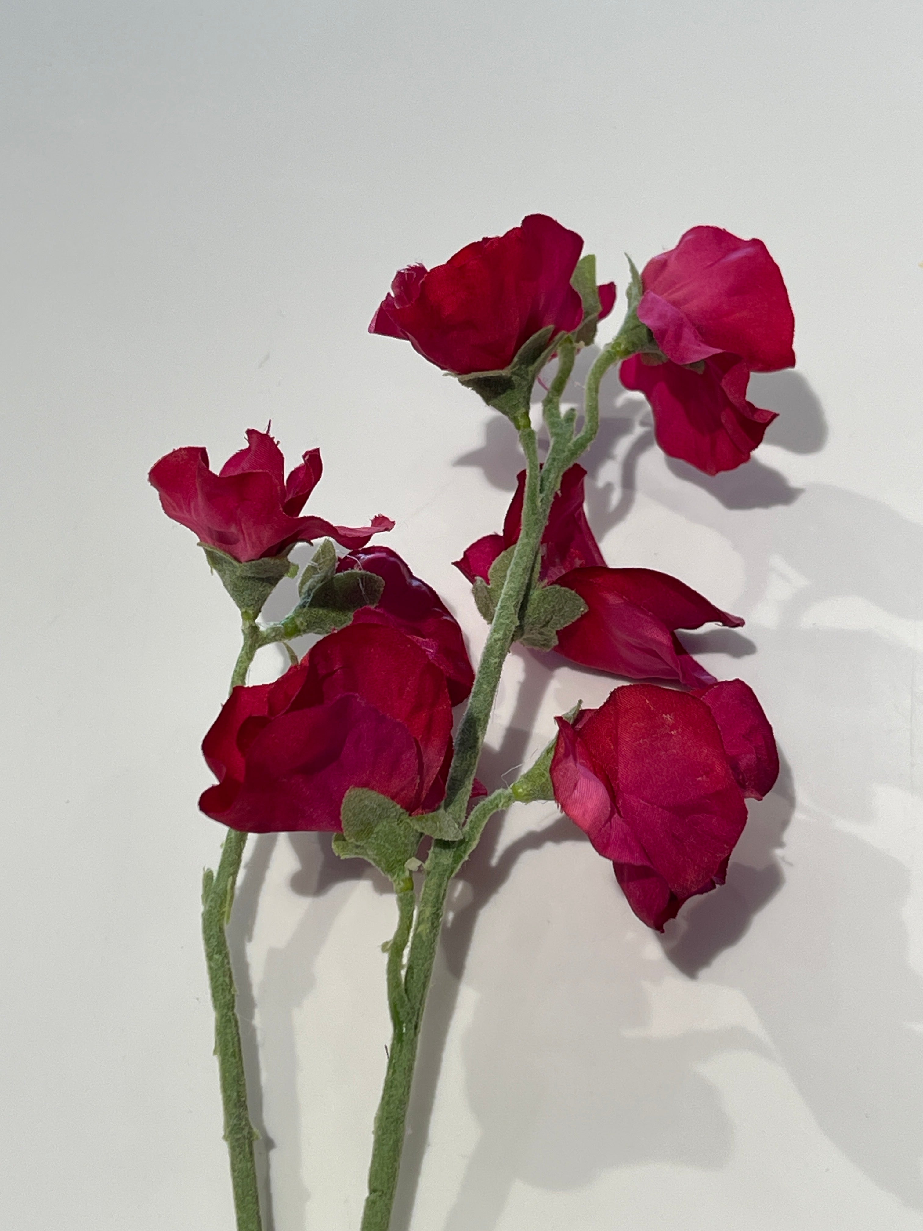 Sweet Pea - Pink Beauty