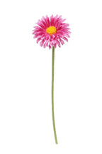 Single Mini Gerbera - Pink