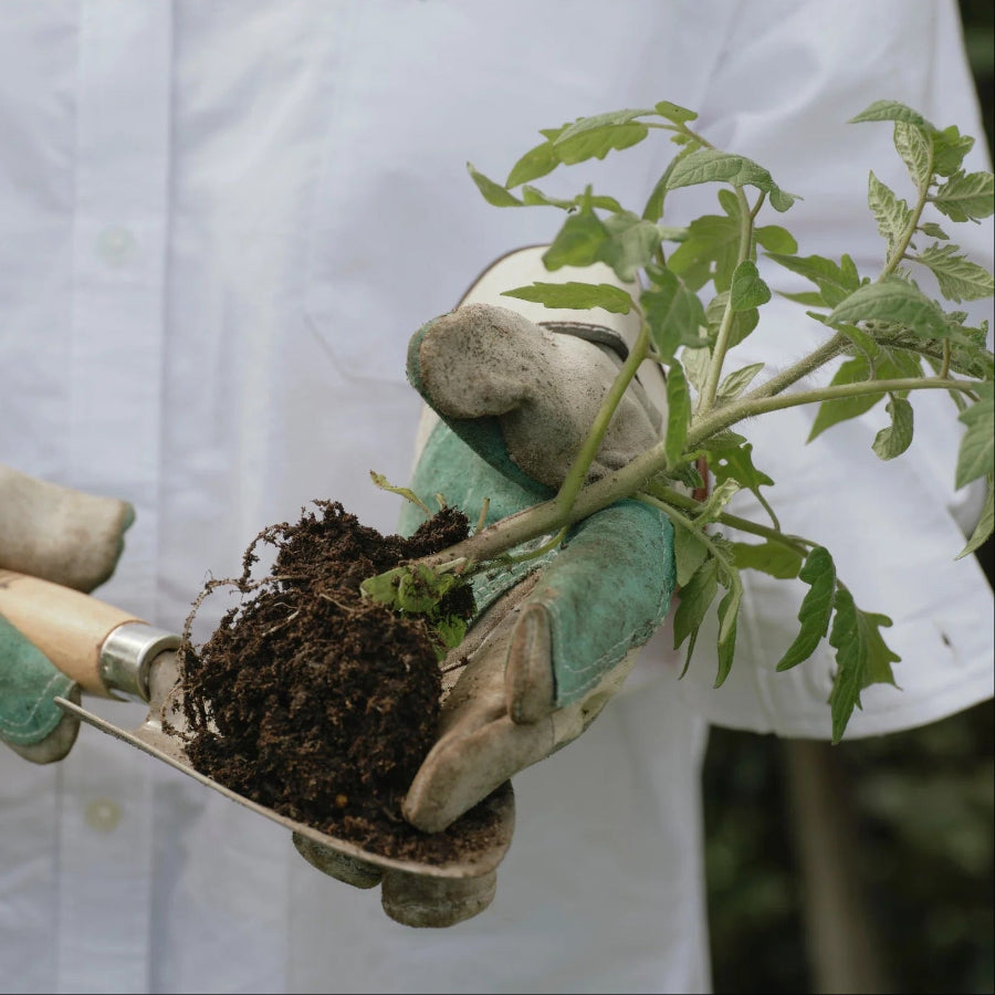 Real World Summer Harvest Tomato Leaves Bench Spray
