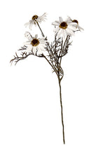 Echinacea Spray White