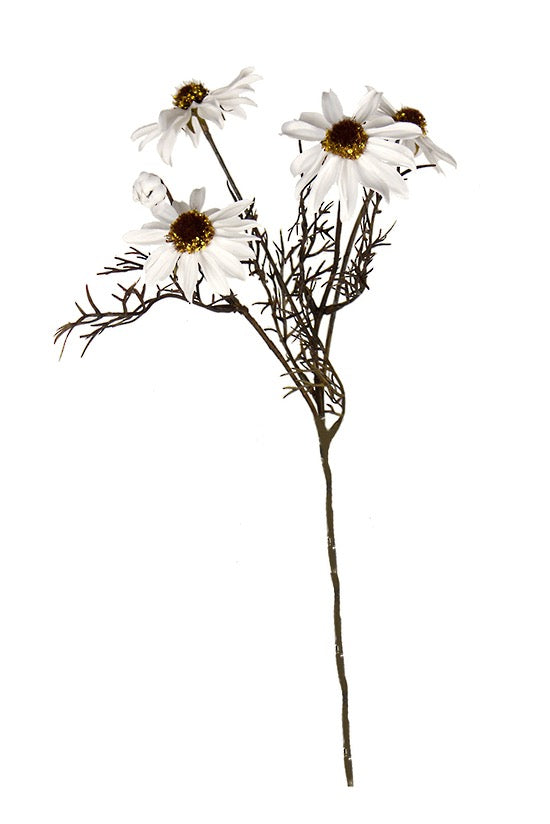 Echinacea Spray White