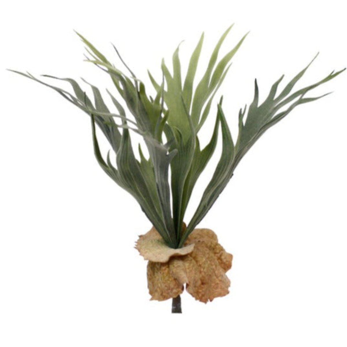 Mini Staghorn Fern Bush