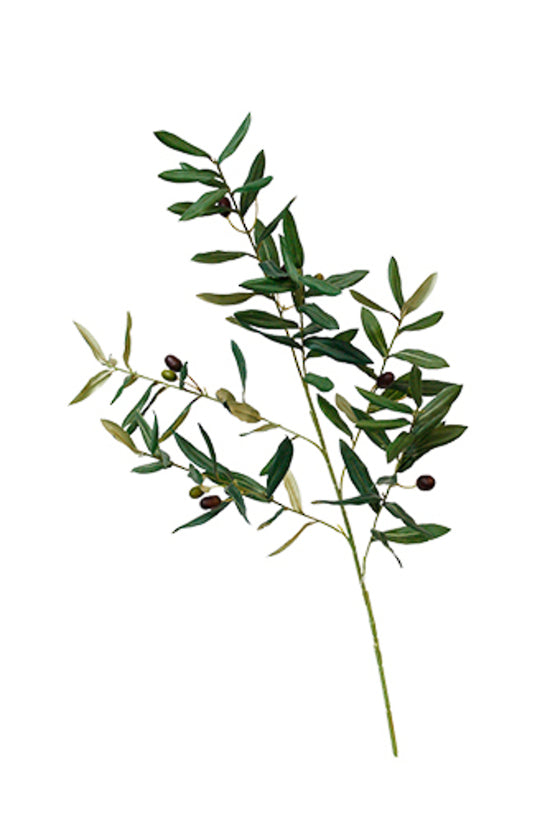 Olive Branch