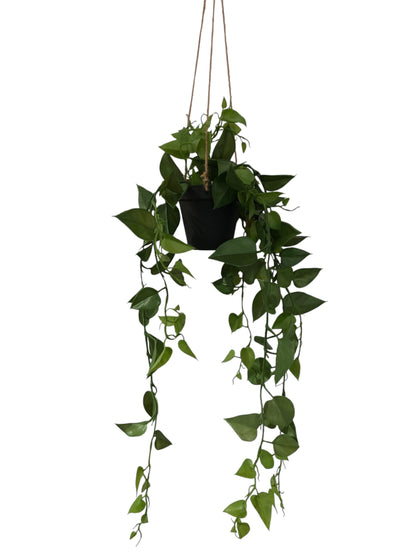 Potted Hanging Jade Satin Scindapsus