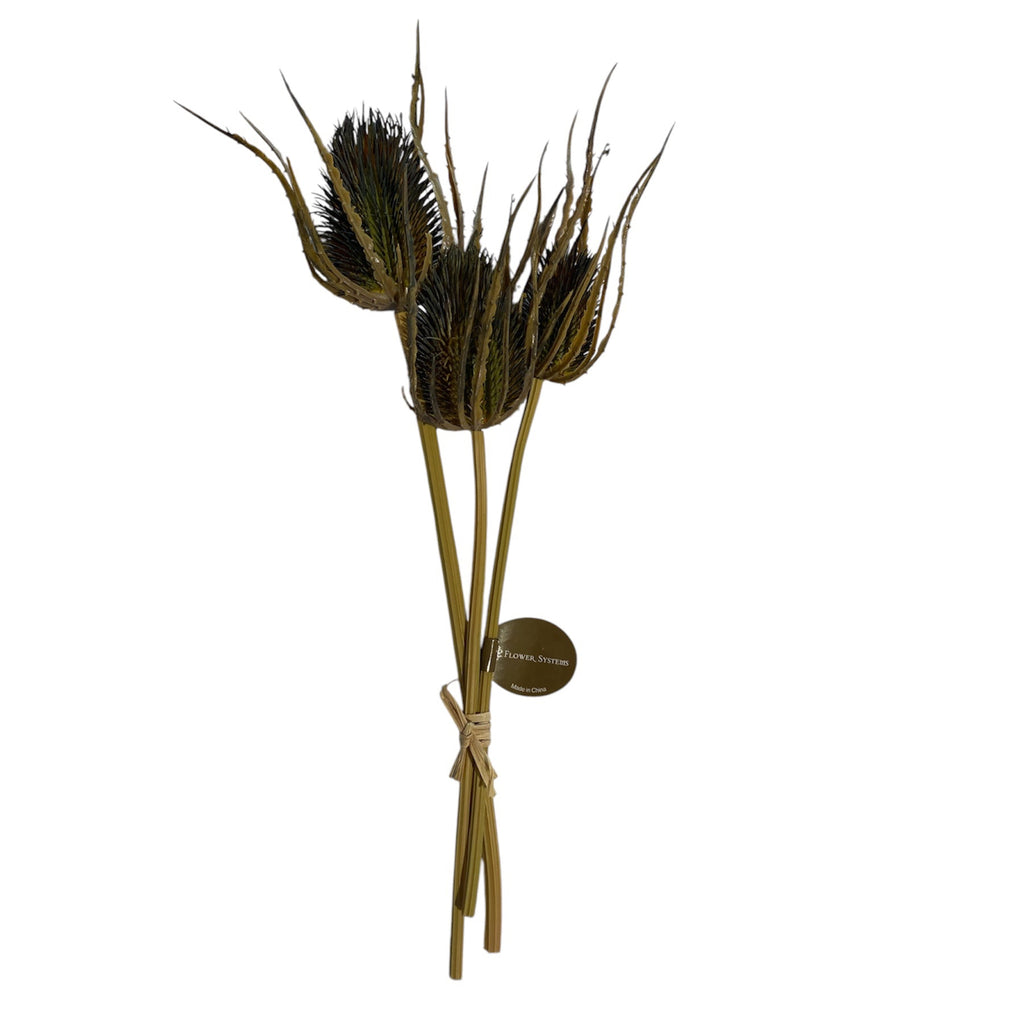 Dried Thistle x3 Bundle