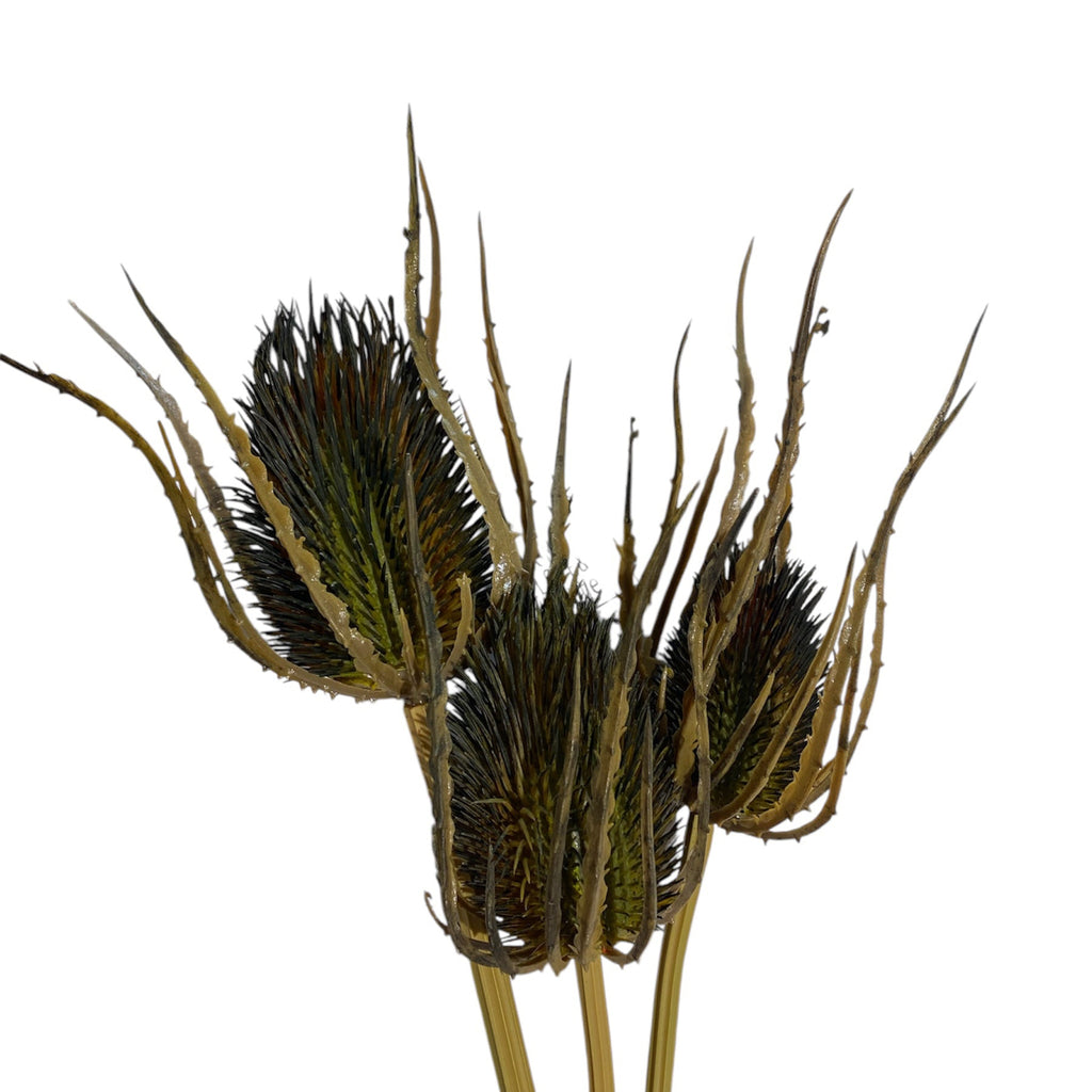 Dried Thistle x3 Bundle