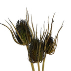 Dried Thistle x3 Bundle