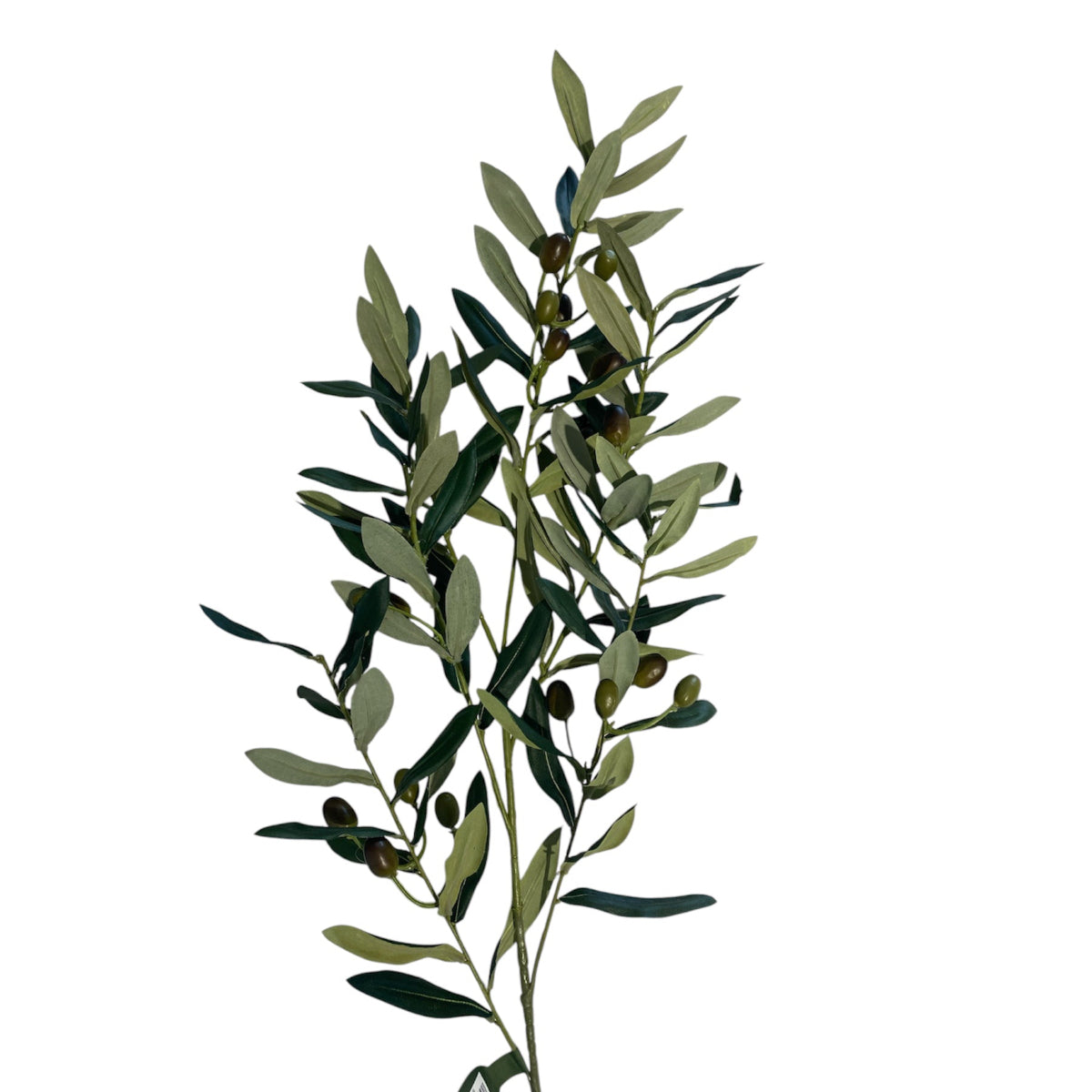 Olive Branch