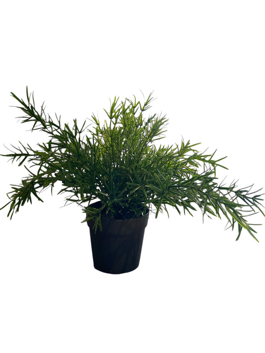 Asparagus Fern Bush Potted