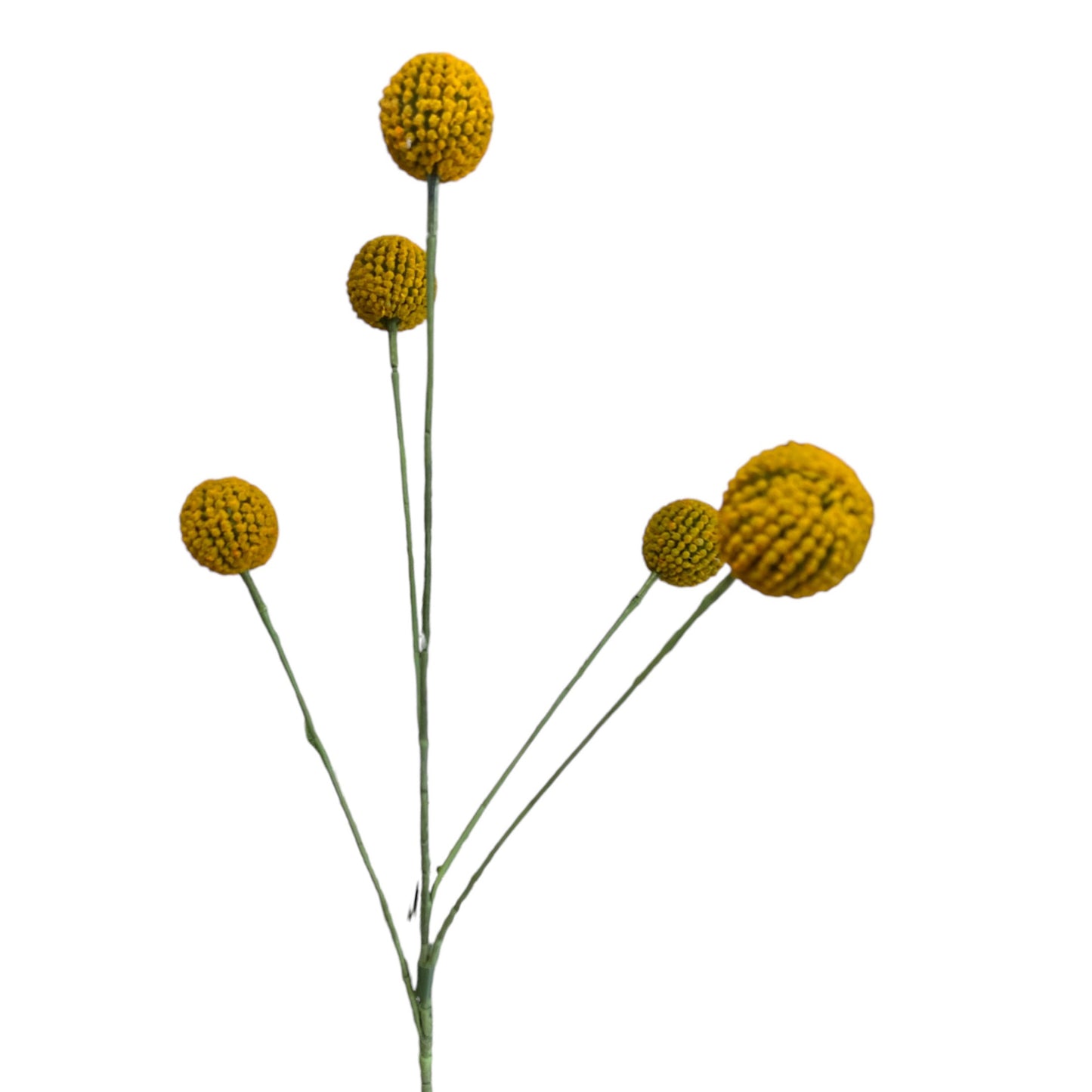 Billy Buttons Spray 70cm