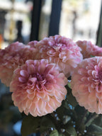 Pom Pom Dahlia - Pink