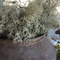 Mini Eucalyptus Bush Plastic 33cm