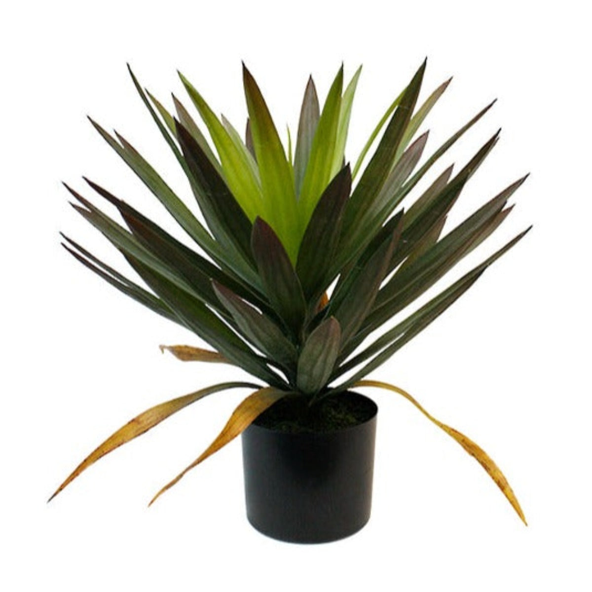 Phoenix Tailed Yucca Potted 50cm