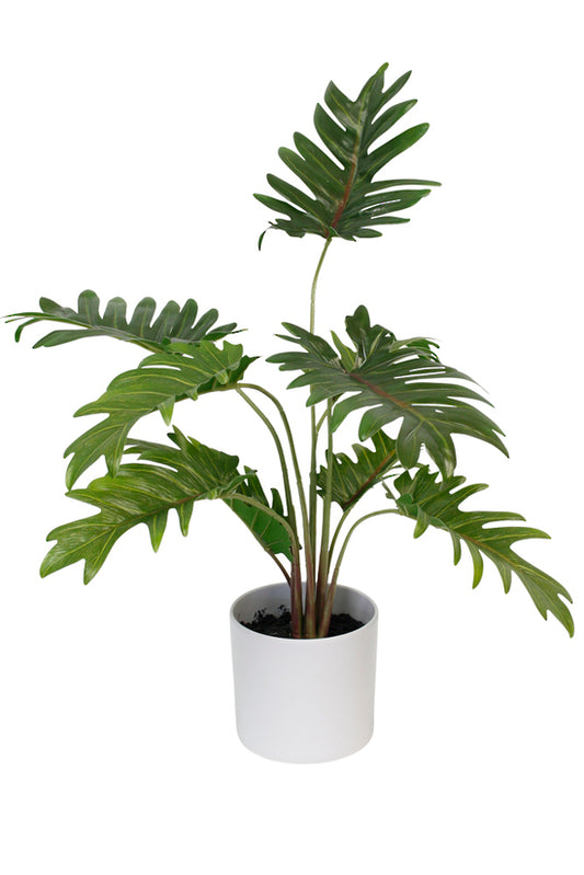 Potted Xanadu Philodendron in White Pot