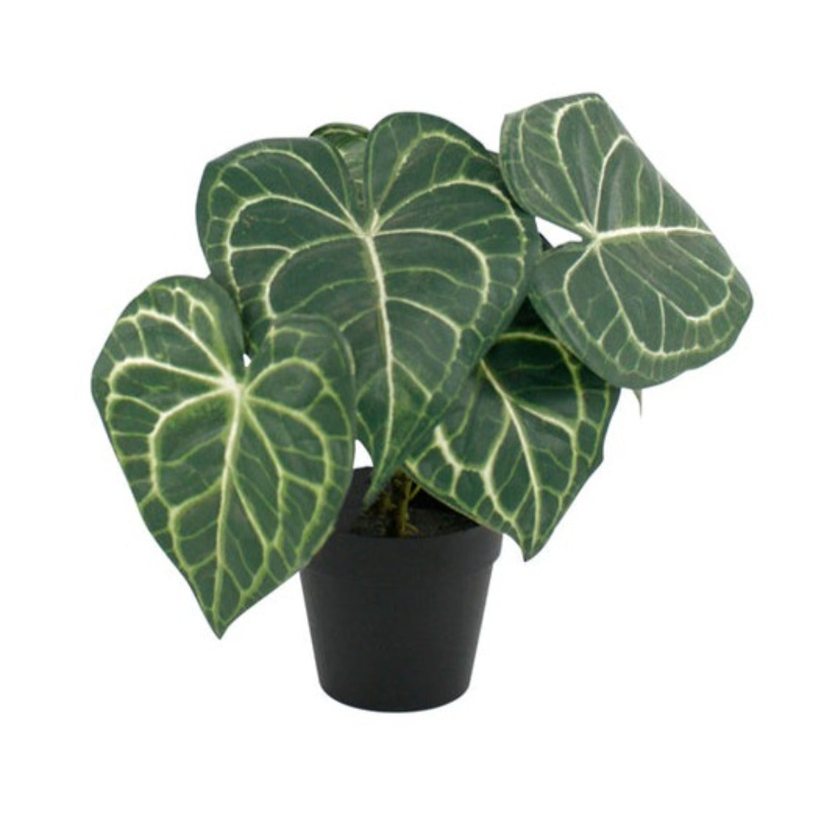 Turtle Alocasia Potted 24cm