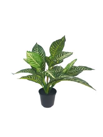 Potted Zebra Bush 34cm