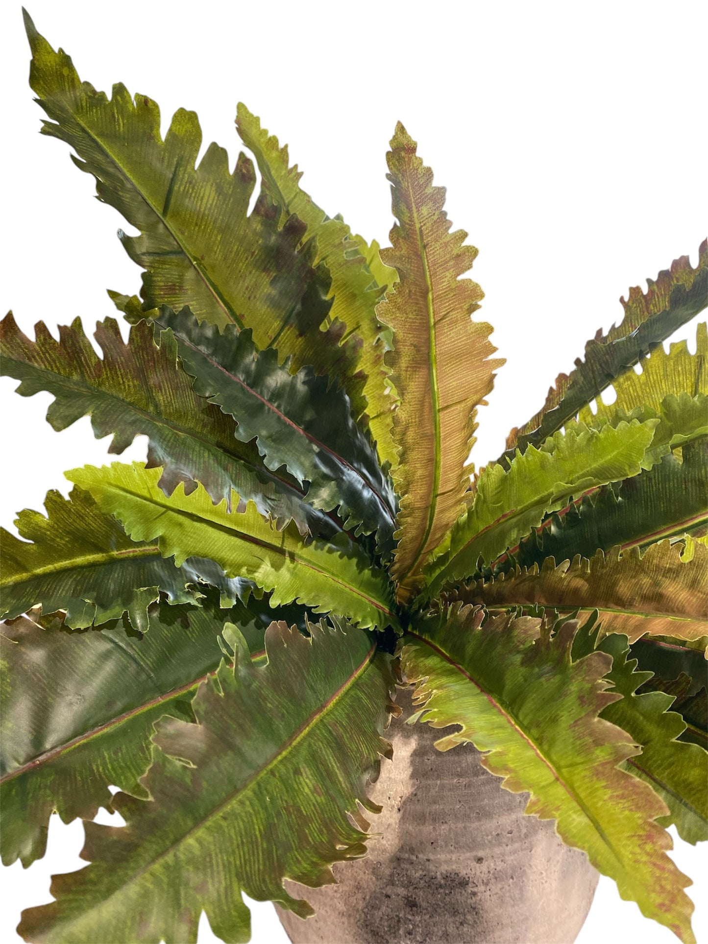 Margarintum Fern Bush 61cm