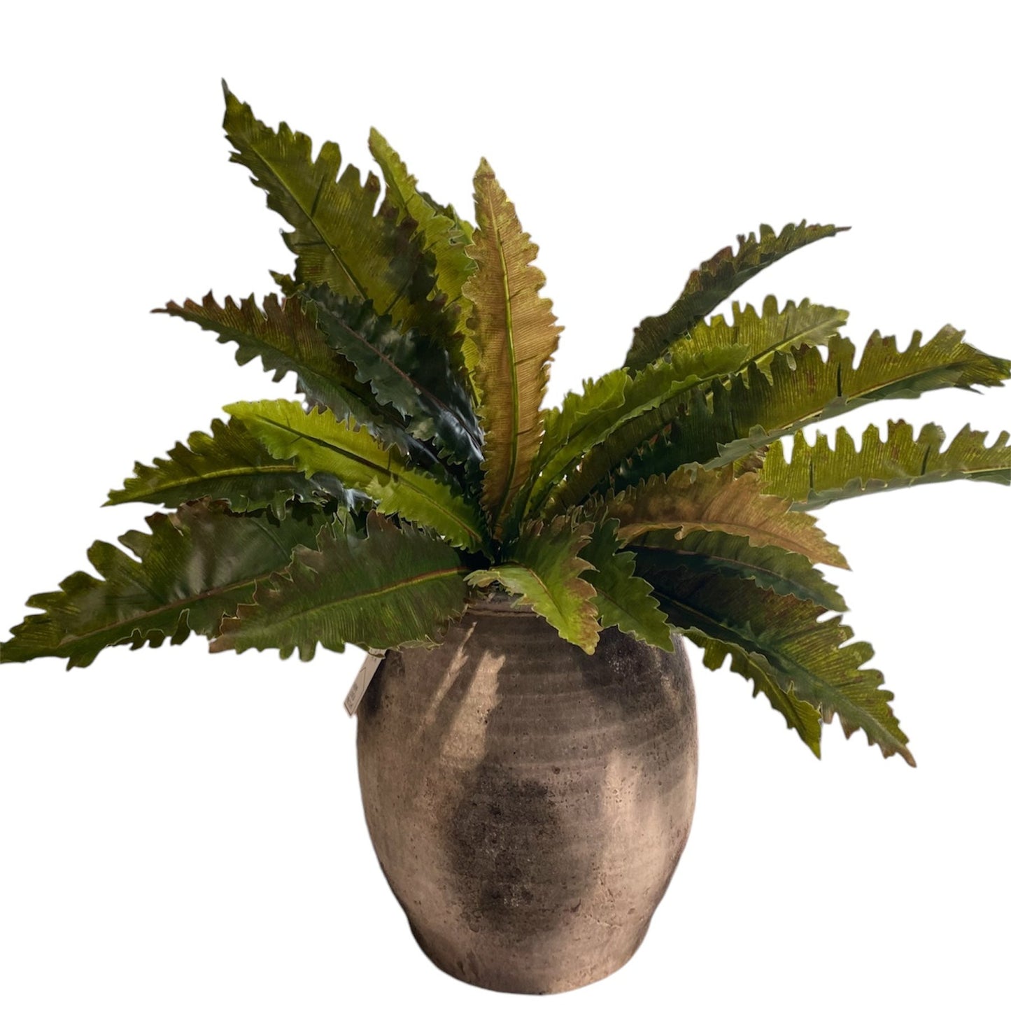 Margarintum Fern Bush 61cm