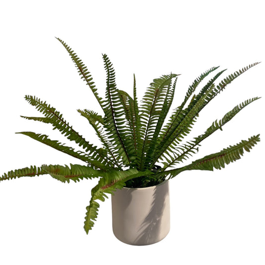 Ladder Fern Potted 35cm