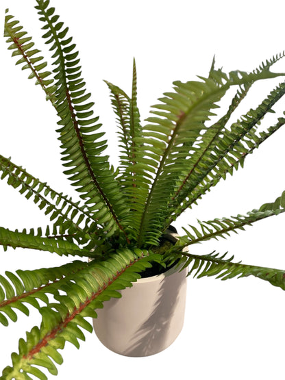 Ladder Fern Potted 35cm