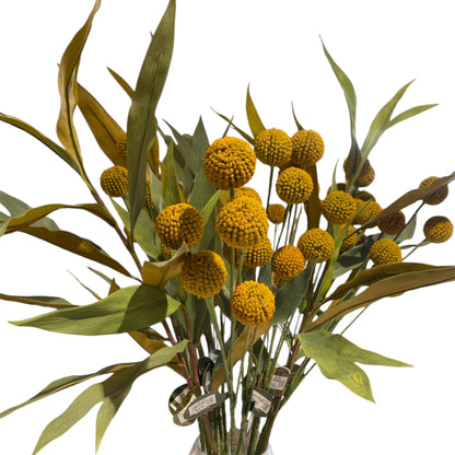 Billy Buttons Spray 70cm