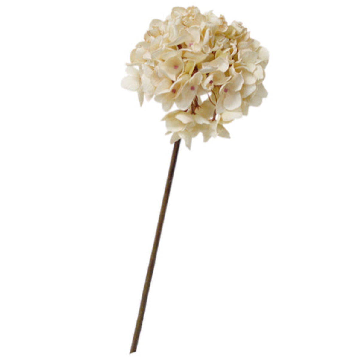 Dried-Look Hydrangea Cream