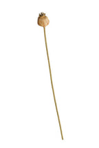 Poppy Seed Stem Dried Look