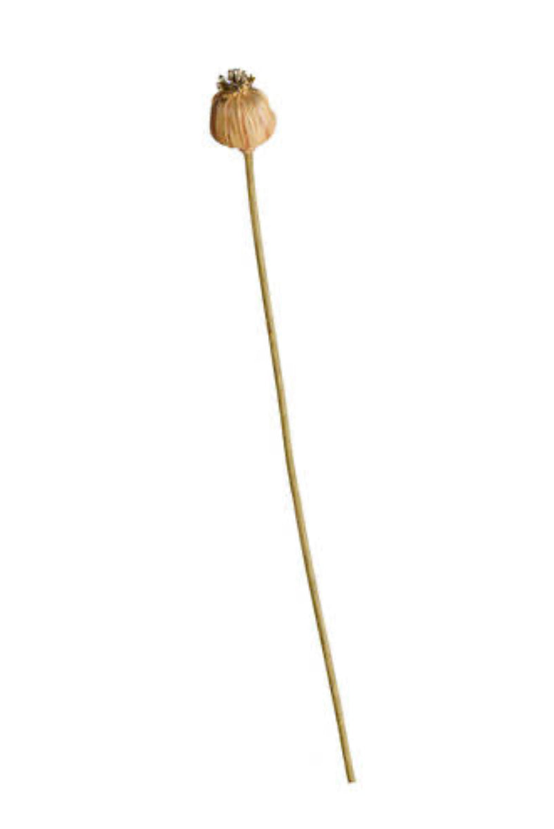 Poppy Seed Stem Dried Look