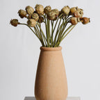 Poppy Seed Stem Dried Look