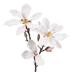 Fairy  Magnolia 78cm White