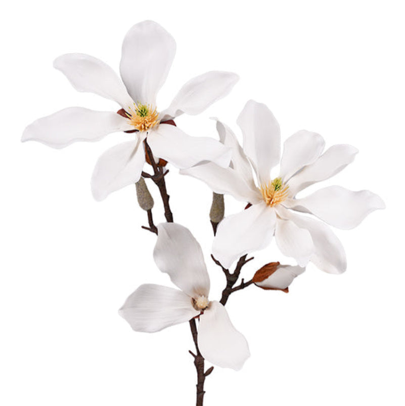 Fairy  Magnolia 78cm White