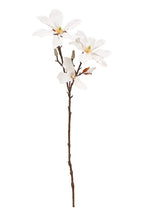 Fairy  Magnolia 78cm White