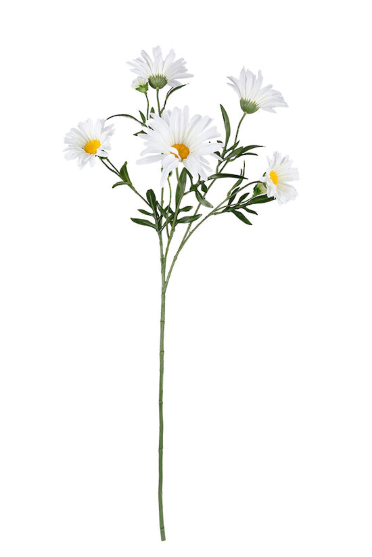 Shasta Daisy Spray White 71cm