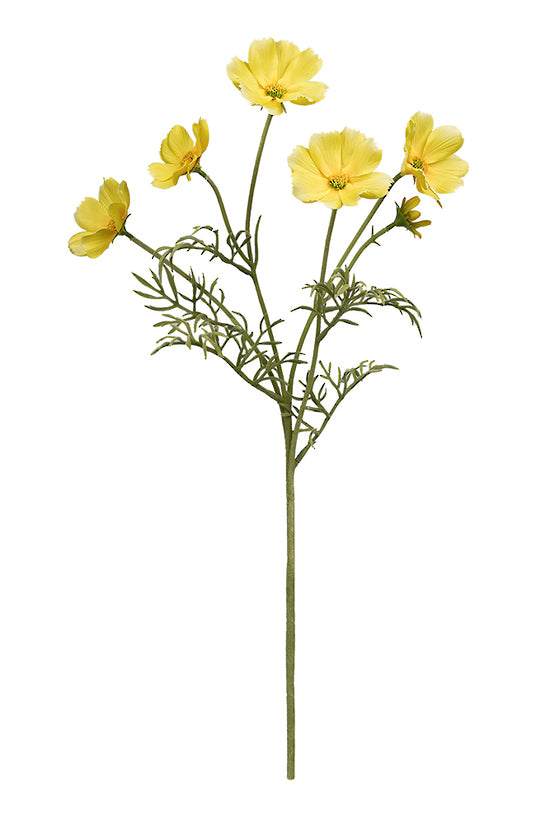 Cosmos Spray 62cm Yellow